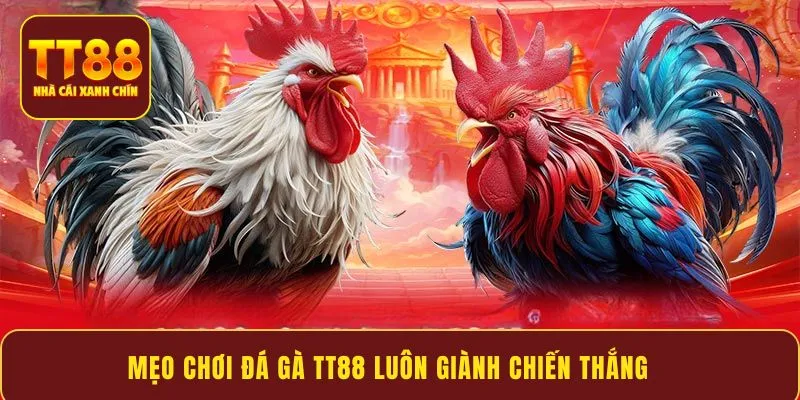 Mẹo chơi đá gà TT88 luôn giành chiến thắng